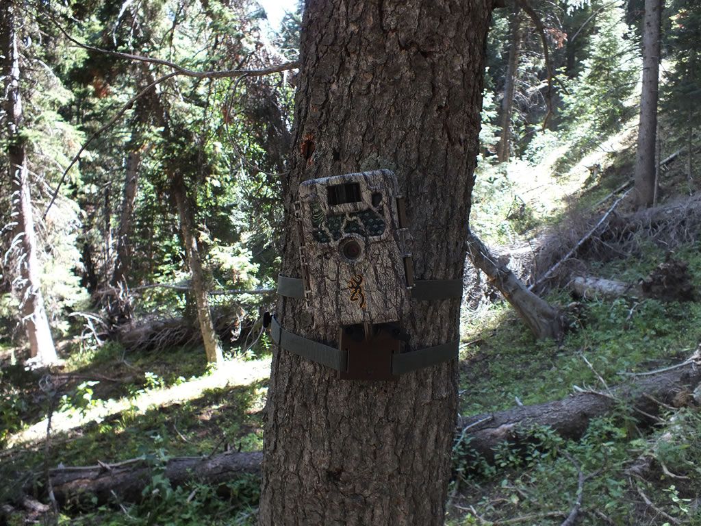Best Features Of Trail Camera