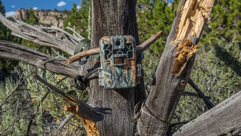 Trail Camera Buying Guide